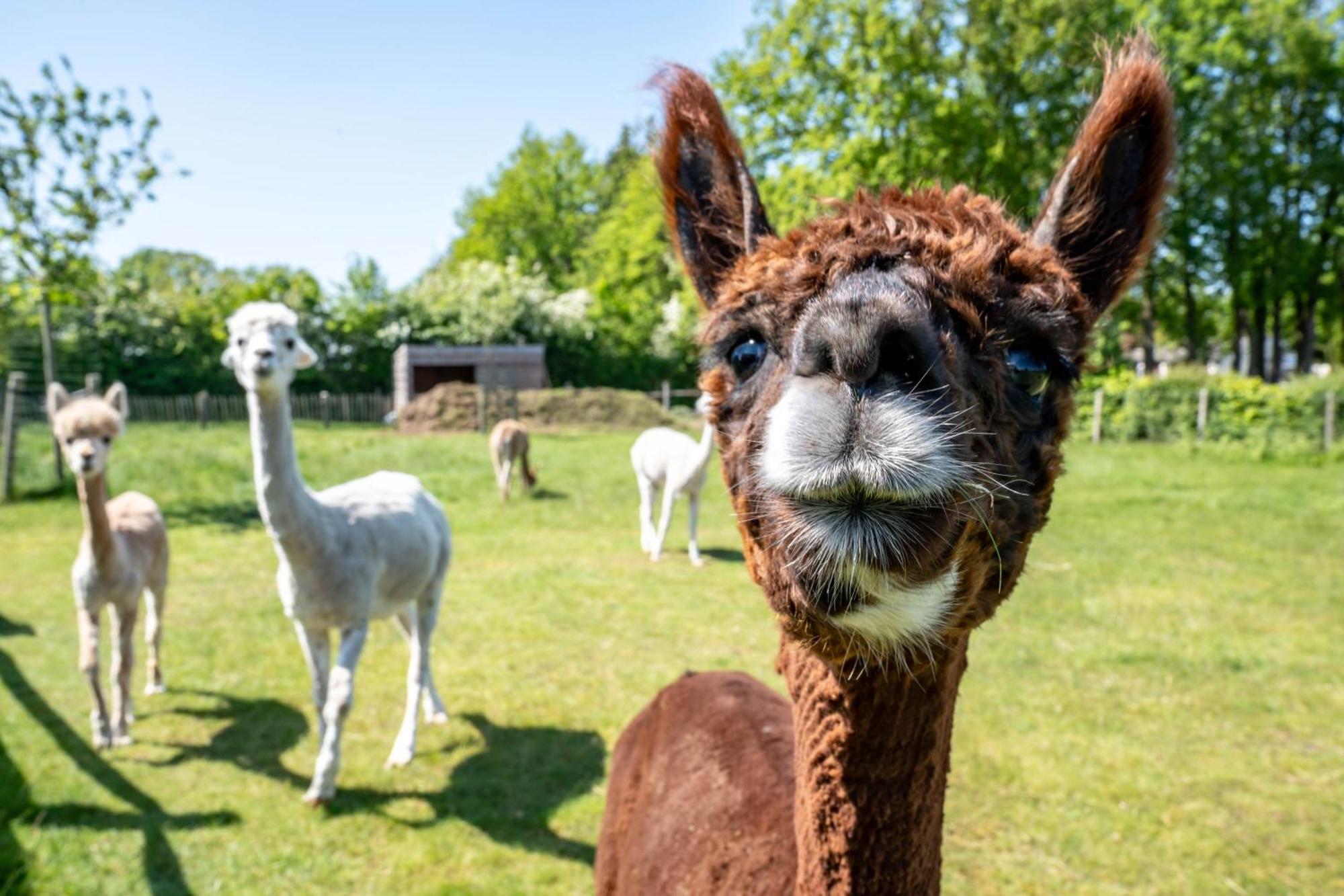 Hoeve Den Akker - Luxueuze Vakantiewoningen Met Privetuinen En Alpaca'S Nabij Brugge, Damme, Knokke, Sluis En Cadzand Экстерьер фото