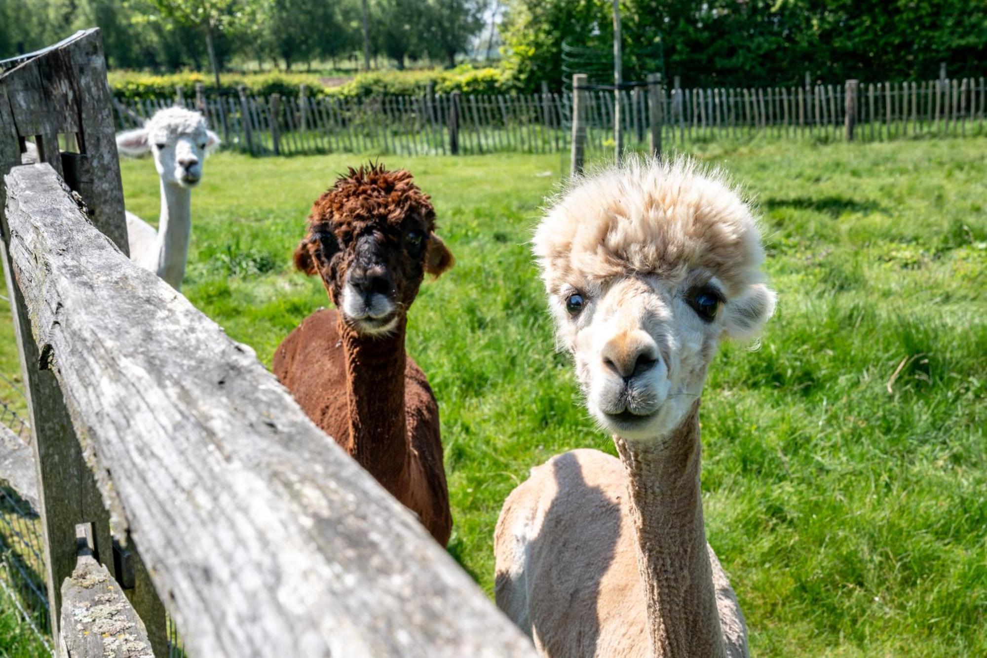 Hoeve Den Akker - Luxueuze Vakantiewoningen Met Privetuinen En Alpaca'S Nabij Brugge, Damme, Knokke, Sluis En Cadzand Экстерьер фото